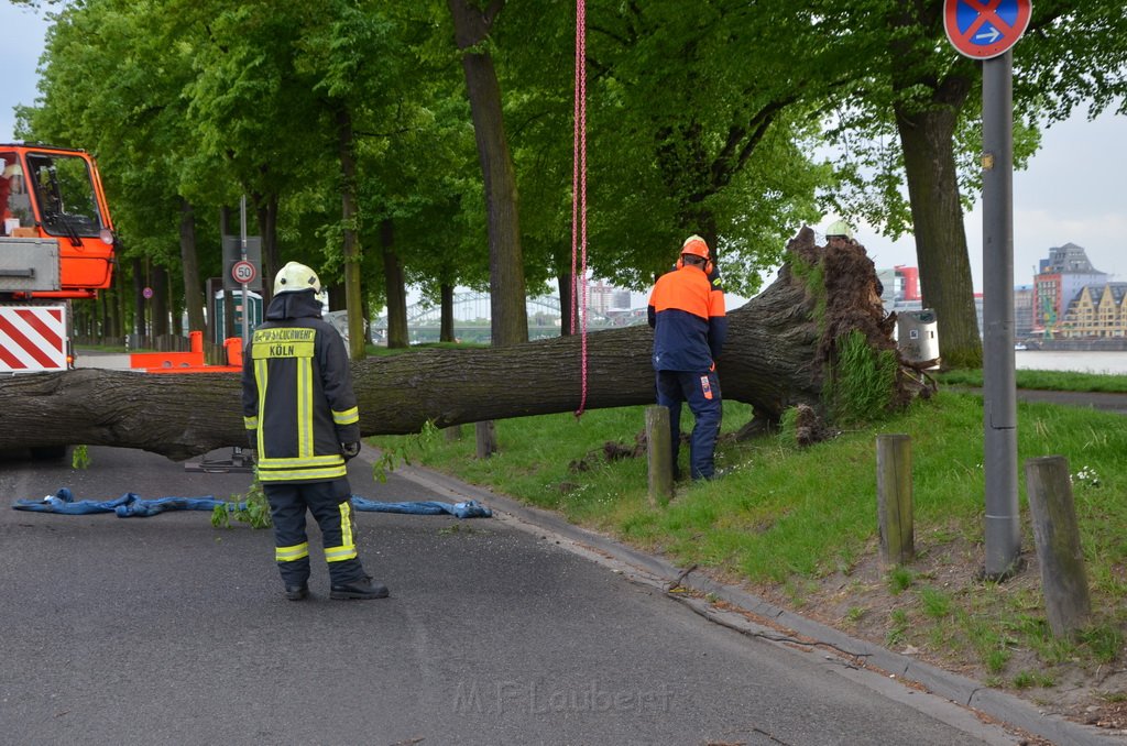 Baum auf Fahrbahn Koeln Deutz Alfred Schuette Allee Mole P611.JPG - Miklos Laubert